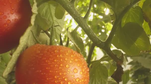 ゆっくりとした動きで温室で栽培されたトマトのベッド — ストック動画