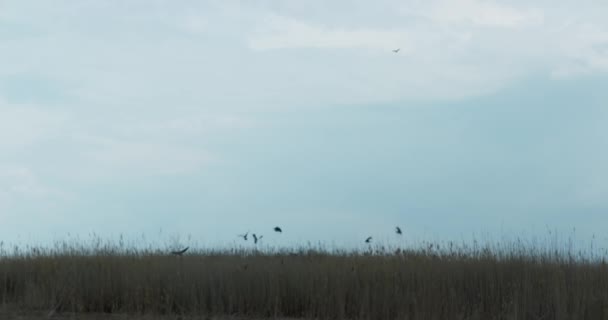 Widok Łąk Trawiastych Panaramy Pod Pochmurnym Dziennym Niebem Latającymi Ptakami — Wideo stockowe