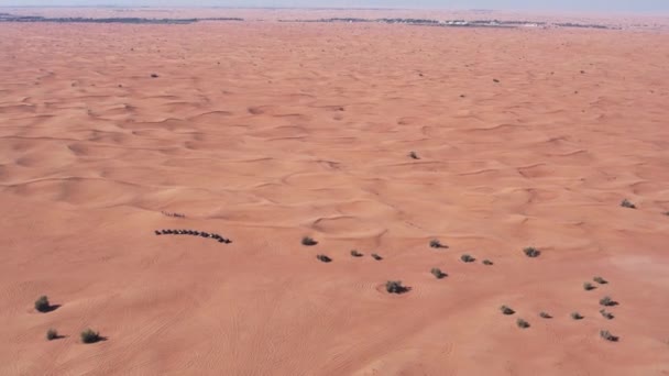 Egy Drón Elrepül Egy Bogaras Karaván Felett Ami Egy Sivatagi — Stock videók