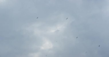Uçan kuşlarla dolu bulutlu bir gökyüzünün altında panarama otlağı manzarası. Gerçek zamanlı, 4k.