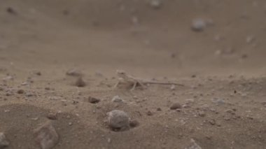 Küçük taşların arasında çöldeki küçük kahverengi kertenkele. Ağır çekim, insan yok.