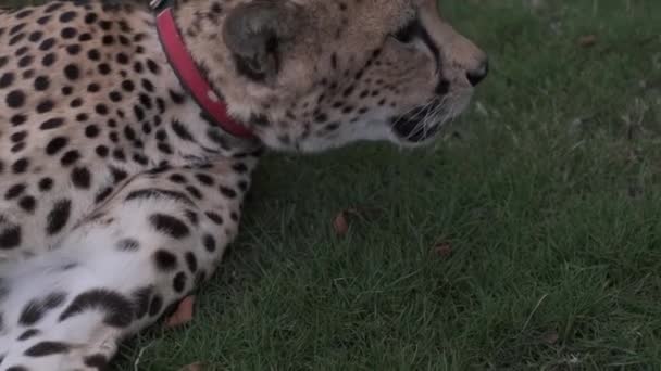 Opanowany Gepard Obroży Smyczy Siedzi Dywanie Zwolniony Ruch — Wideo stockowe