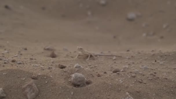 Pequeno Lagarto Marrom Areia Deserto Entre Pequenas Pedras Movimento Lento — Vídeo de Stock