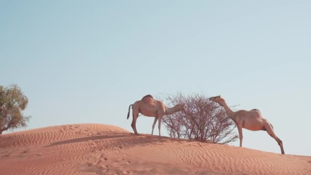 Kameler Äter Taggiga Buskar Sanddyn Öknen Långsamma Rörelser — Stockvideo