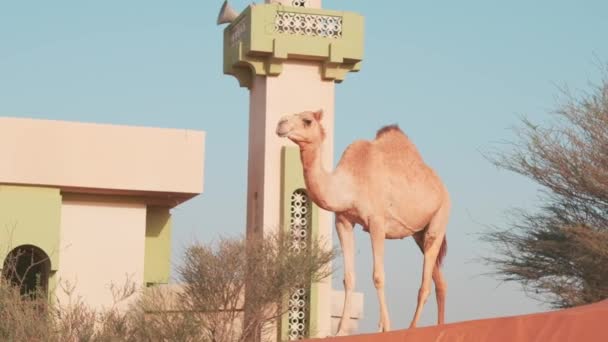 Verludio Solitario Sorge Una Duna Sabbia Accanto Minareto Coperto Deserto — Video Stock
