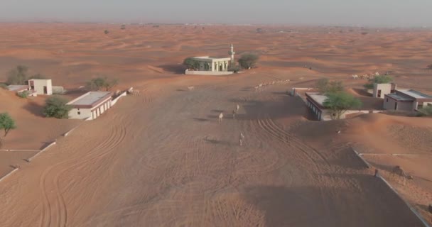 Bir Dron Kumla Kaplı Bir Çöl Şehrinde Yürüyen Deve Kervanını — Stok video