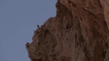 Kırmızı elbiseli genç bir kadın çöldeki bir kayanın üzerinde oturur ve bir kuş yuvasına bakar. Yavaş Hareket
