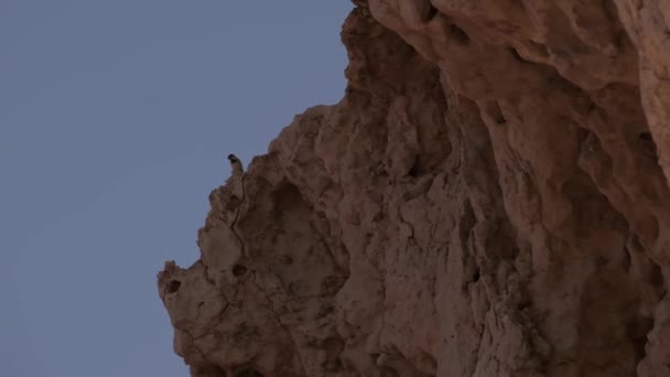 赤い服を着た若い女性が砂漠の岩の上に座り 鳥の巣を見ています スローモーション — ストック動画