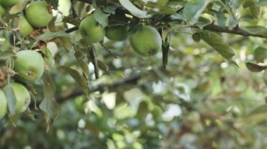 Bahçedeki genç bir el ağaç dalından yeşil elma topluyor. Yavaş Hareket, Kapat.