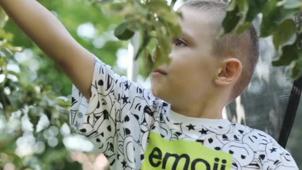 Egy Tinédzser Kertben Zöld Almát Szed Egy Faágról Lassú Mozgás — Stock videók