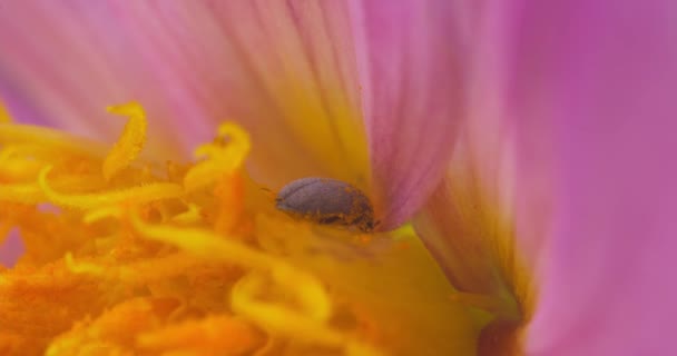 Макро Знімок Великого Жука Збирає Пилок Блідо Рожевої Квітки Сонячний — стокове відео