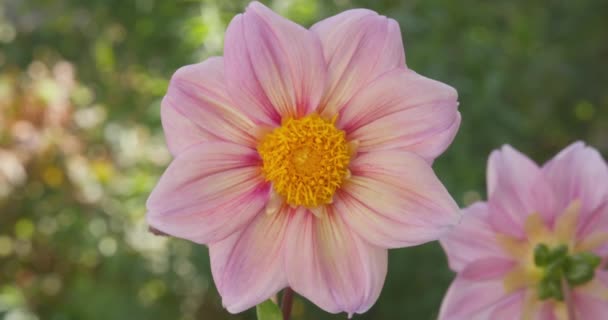 Макро Знімає Ніжну Рожеву Квітку Літньому Лузі Сонячний День Повільний — стокове відео