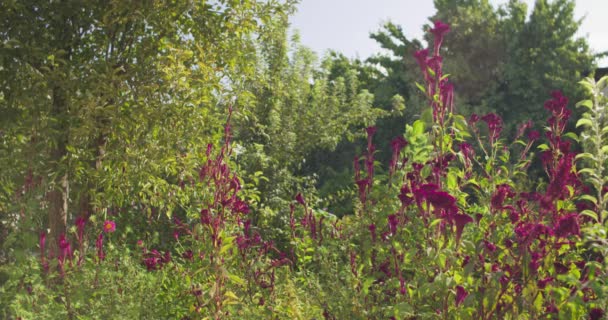 Flores Púrpuras Prado Verano Día Soleado Moción Lenta — Vídeos de Stock
