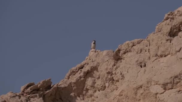鳥は青い空に向かって砂漠の真ん中に崖の上に巣を作ります スローモーション — ストック動画