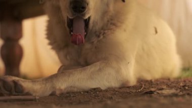 Bej saçlı ve benekli kulaklı büyük bir köpek ahşap bir masanın altında yerde yatıyor. Yavaş Hareket, Kapat