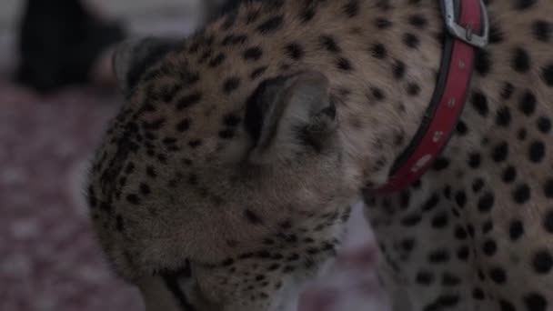 Ein Zahmer Gepard Halsband Und Der Leine Sitzt Auf Dem — Stockvideo