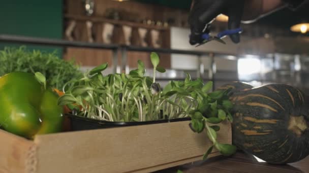 Chef Corta Las Verduras Que Crecen Mesa Con Tijeras Rodeadas — Vídeos de Stock