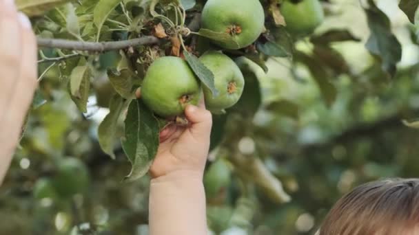 Niño Pequeño Brazos Madre Está Tratando Recoger Manzanas Verdes Una — Vídeos de Stock