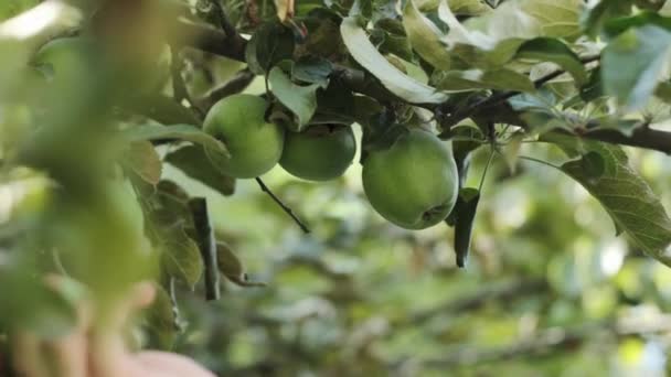 Tonårshand Trädgården Plockar Gröna Äpplen Från Trädgren Slow Motion Närbild — Stockvideo