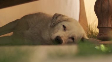 Bej saçlı ve benekli kulaklı büyük bir köpek ahşap bir masanın altında yerde yatıyor. Yavaş Hareket, Kapat