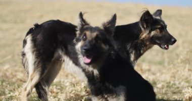 Sarı sonbahar otlarının arka planında iki köpek var. Yavaş Hareket