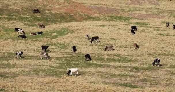 Panorama Montañas Otoñales Con Rebaño Vacas Pastando Moción Lenta — Vídeos de Stock