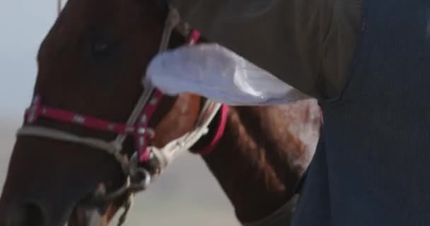 Großaufnahme Von Pferdeköpfen Bergen Sonnenuntergang Zeitlupe — Stockvideo
