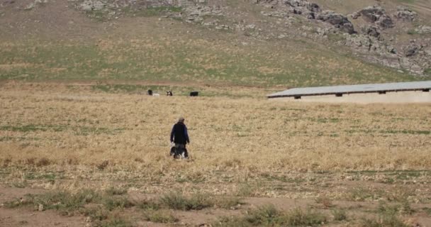 Człowiek Spacerujący Żółtej Jesiennej Trawie Wzgórzu Dwoma Psami Zwolniony Ruch — Wideo stockowe