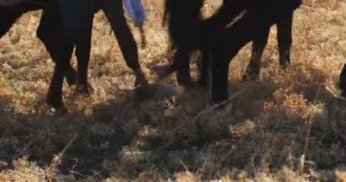 At sırtında bir grup adam sonbahar tepelerinde Asya oyunu oynuyorlar. Yavaş Hareket, Kapat.