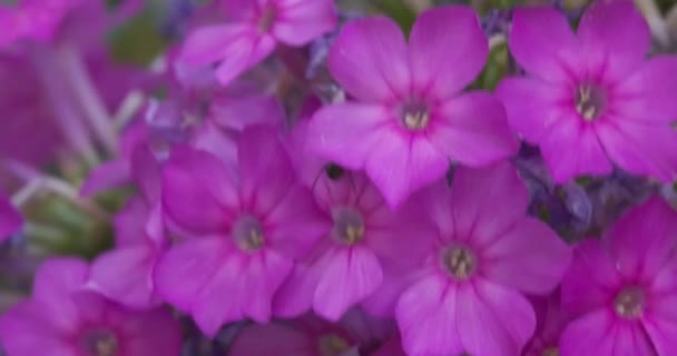 Ένα Μεγάλο Μυρμήγκι Σέρνεται Μοβ Λουλούδια Ένα Καλοκαιρινό Λιβάδι Αργή — Αρχείο Βίντεο