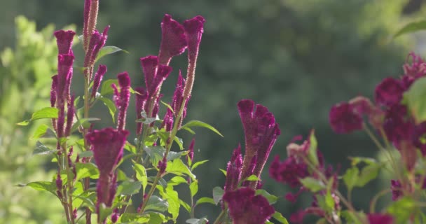 Κάθετα Μοβ Λουλούδια Ένα Καλοκαιρινό Λιβάδι Μια Ηλιόλουστη Μέρα Αργή — Αρχείο Βίντεο