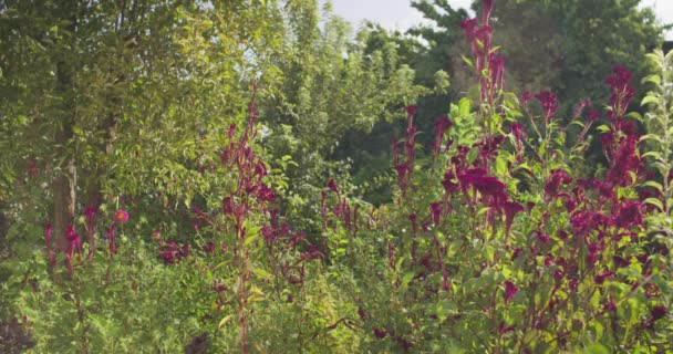 Flores Púrpuras Prado Verano Día Soleado Moción Lenta — Vídeos de Stock