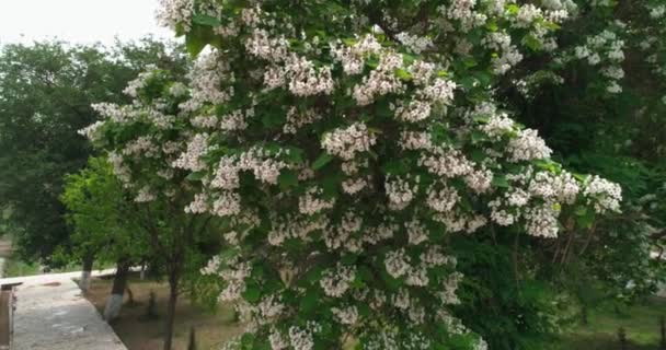 Egy Drón Repked Cseresznyevirág Körül Sitorai Mohi Hosa Palota Udvarán — Stock videók