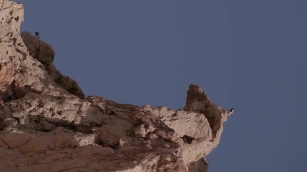 Ptaki Gniazdują Urwisku Środku Pustyni Przeciwko Błękitnemu Niebu Zwolniony Ruch — Wideo stockowe