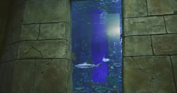 Óceánhal Egy Vízalatti Várossal Körülvett Akváriumban Lassú Mozgás — Stock videók
