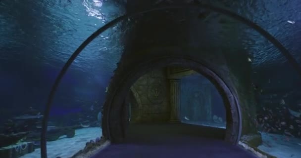 Túnel Submarino Acuario Ciudad Rodeado Diferentes Peces Moción Lenta — Vídeo de stock