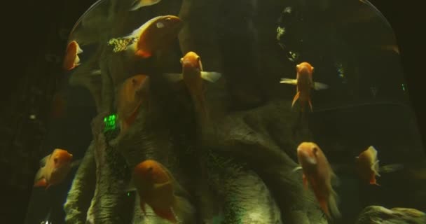 Vertical Cylindrical Aquarium City Aquarium Marine Fish Slow Motion Close — Stock Video