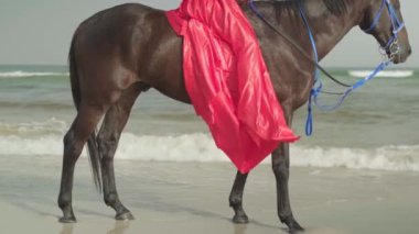 Kırmızı elbiseli genç esmer bir kadın okyanus kıyısında duran bir atın üzerinde oturuyor. Yavaş çekim.