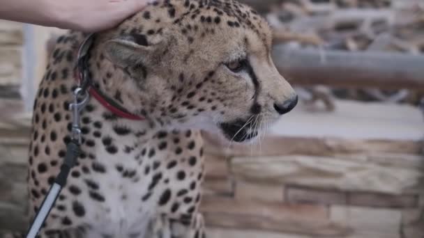 Opanowany Gepard Obroży Smyczy Siedzi Dywanie Zwolniony Ruch — Wideo stockowe