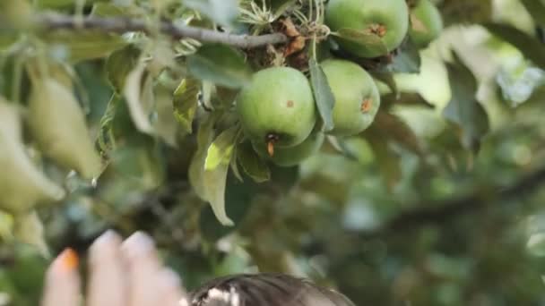 一个抱在妈妈怀里的小男孩正试图从树枝上摘绿色的苹果 慢动作 — 图库视频影像