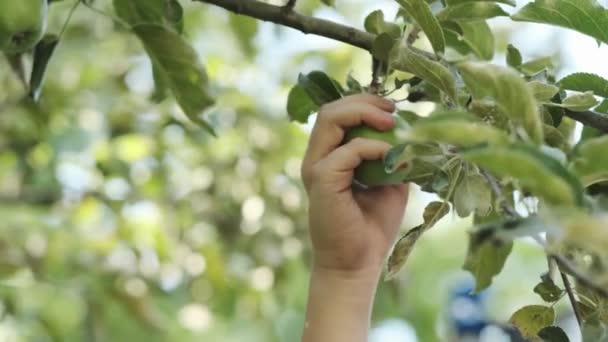 庭のティーンエイジャーは 木の枝から緑のリンゴを拾います スローモーション — ストック動画