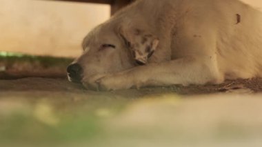 Bej saçlı ve benekli kulaklı büyük bir köpek ahşap bir masanın altında yerde yatıyor. Yavaş Hareket, Kapat