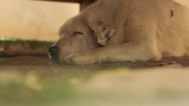 ベージュ髪の大きな犬と目撃された耳は木製のテーブルの下に地面に置かれている スローモーション クローズアップ — ストック動画