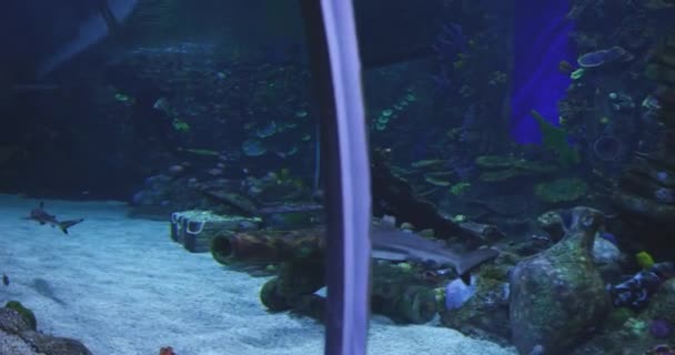 Akvaryumdaki Bir Okyanus Balığı Sualtı Şehriyle Çevrili Yavaş Hareket — Stok video