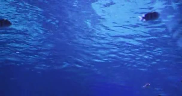 Şehir Akvaryumunda Büyük Bir Okyanus Balığı Yavaş Hareket Kapat — Stok video