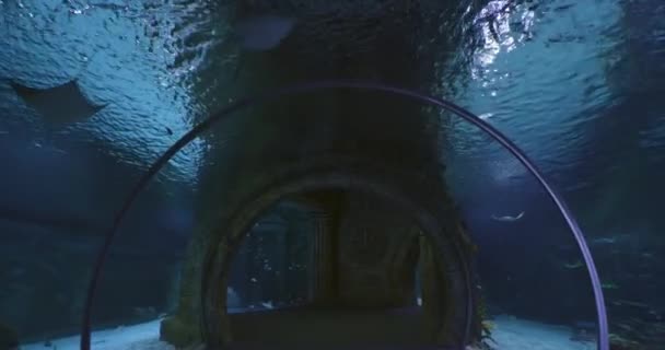 Túnel Submarino Acuario Ciudad Rodeado Diferentes Peces Moción Lenta — Vídeos de Stock