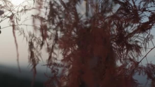 Günbatımının Arka Planında Yaprakların Çalıların Arasından Geçen Sonbahar Kıyafetli Genç — Stok video