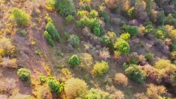 Montagnes Automne Couvertes Plantes Dans Les Rayons Coucher Soleil Mouvement — Video