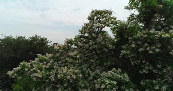 西奥多莱莫希 胡萨宫院子里 一架无人驾驶飞机在樱花周围飞来飞去 布哈拉埃米尔的国家住所 — 图库视频影像