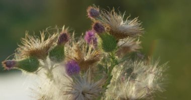 Yeşil bir çayırın arka planında kurumuş sonbahar çiçeği. Kapat, Yavaş Hareket.